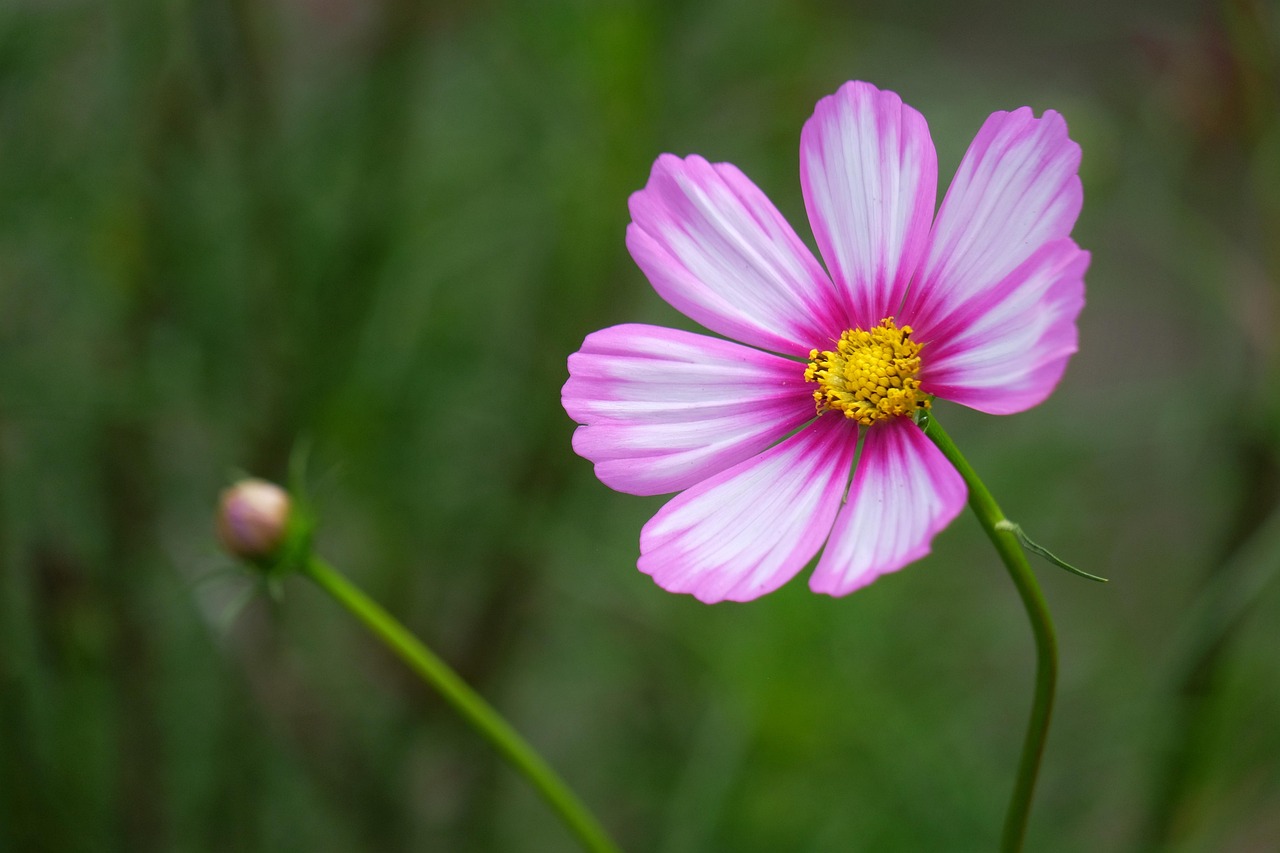 entdecken sie, wie sie gefälschte apps erkennen und vermeiden können. erfahren sie, welche risiken fake-apps bergen und wie sie ihr smartphone effektiv schützen.
